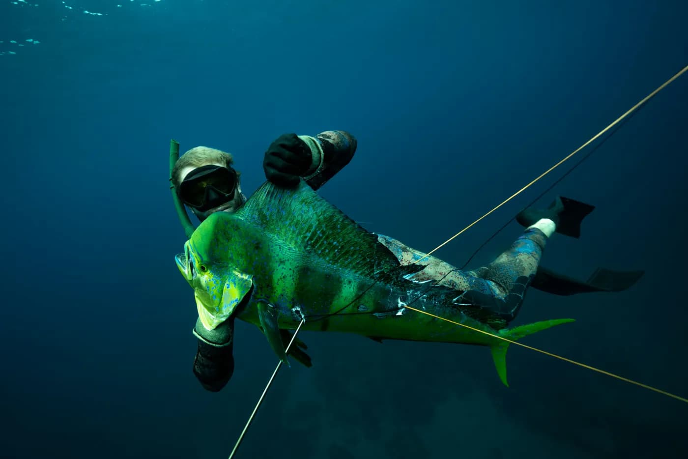 A spearfisher underwater with a freshly landed fish